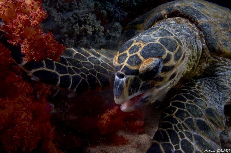j (1) tortue imbriquee.jpg